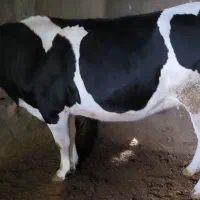 گاو یا گوساله