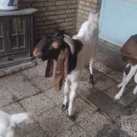 بز افغانی|حیوانات مزرعه|خرمشهر, |دیوار