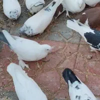 تهرانی اصل از هرنوع