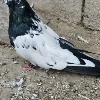 نوک چفت نوک قنار کله دم سبز کله سرخ دمی