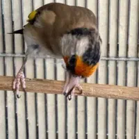 سهره دورگ چهار گل نر|پرنده|یاسوج, |دیوار