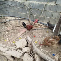 مرغ وخروس محلی اصل|حیوانات مزرعه|یاسوج, |دیوار