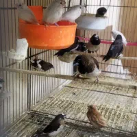 فنچ بنگالی|پرنده|سبزوار, ابوریحان|دیوار