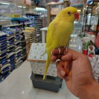 ملنگو زرد|پرنده|کرج, فاز ۳ گوهردشت|دیوار