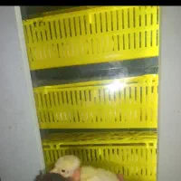 دستگاه جوجه کشی ۲۱۰ عددی مارک هدایت