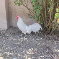 خروس فونیکس سفید تاج میل