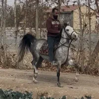 فروش مادیون