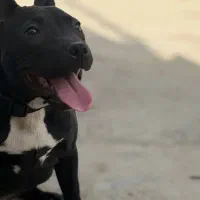 فروش یک قلاده پیتبول