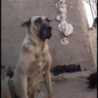 شاه توله سرابی خالص