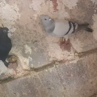کفتر در کبوتر|پرنده|کرمان, |دیوار