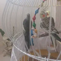 معاوضه عروس هلندی ماده با حیوانات مزرعه