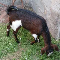 بز رشتی|حیوانات مزرعه|بم, |دیوار