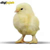 مرغداری ۵۴ هزار قطعه ای اجاره داده میشود