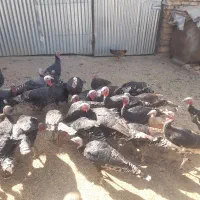 بوقلمون نر و ماده|حیوانات مزرعه|همدان, |دیوار