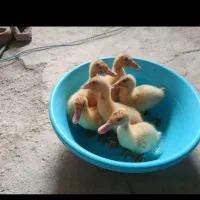 جوجه اردک۴۰ روزه زرنگ و دوسداشتنی