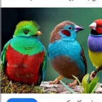 فروشنده خانم یا اقا (جوان)