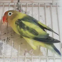 کوتوله های برزیلی مولد