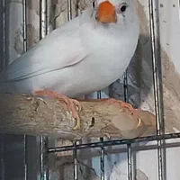 فنچ کینگ با۴جوجه معاوضه با قناری|پرنده|تبریز, |دیوار