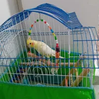 بخاطر خرید مرغ مینا