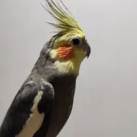 عروس هندی نر بالغ