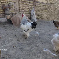 مرغ وخروس|حیوانات مزرعه|مشهد, نیزه|دیوار