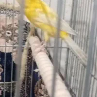 قناری نر|پرنده|فرخشهر, |دیوار