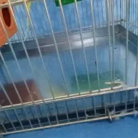 مرغ عشق|پرنده|گرمسار, |دیوار