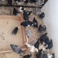 جوجه گلین دوماهه