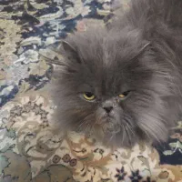 گربه پرشین ماده