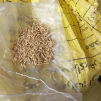 جو دیم|عمده‌فروشی|بروجرد, |دیوار