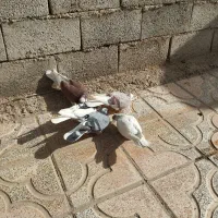 ...|پرنده|نهاوند, |دیوار