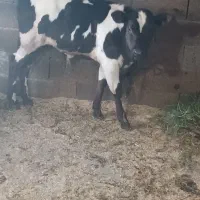 گاو هلشتاین وگوساله نر|حیوانات مزرعه|لولمان, |دیوار