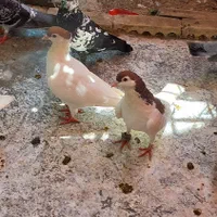 ۱جفت ساده خال