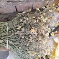 گل بابونه