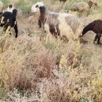 یک گوسفند فروشی