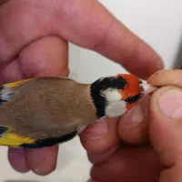 سهره غریب یکماه قفس|پرنده|سنندج, |دیوار