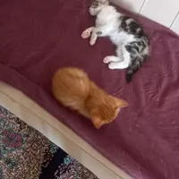 نزدیک یک ماه است این بچه گربه ازتراس افتاده توکوچه