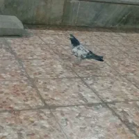 جوجه پاکستانی باخت دادم|پرنده|ایذه, |دیوار