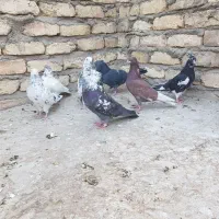 کبوتر پرشی(تهرانی)|پرنده|برخوار, |دیوار