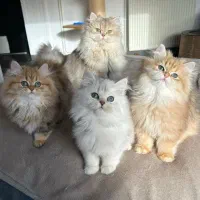 بچه گربه های گوگولی اصیل(بریتیش / اسکاتیش / پرشین)