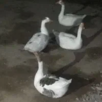 قو غاز 2 جفت