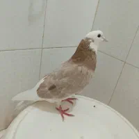 کبوتر شازده زرد هما گرفتنی