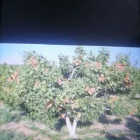 هرس کردن درختان پسته