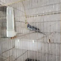 عروس هلندی نر