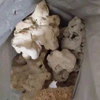 سنگ مرجان طبیعی|کلکسیون و سرگرمی|اسلامشهر, شهرک قائمیه|دیوار