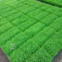 تیم سبدی آماده نشا