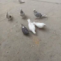 7عدد کبوتر نژاد دار|پرنده|شهریار, شهرک مصطفی خمینی|دیوار