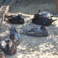 اردک طوسی و مشکی و دودی|حیوانات مزرعه|آمل, |دیوار