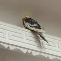 عروس هلندی و جوجه