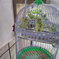 قفس پایه دار|لوازم جانبی حیوانات|مشهد, امیر المومنین|دیوار